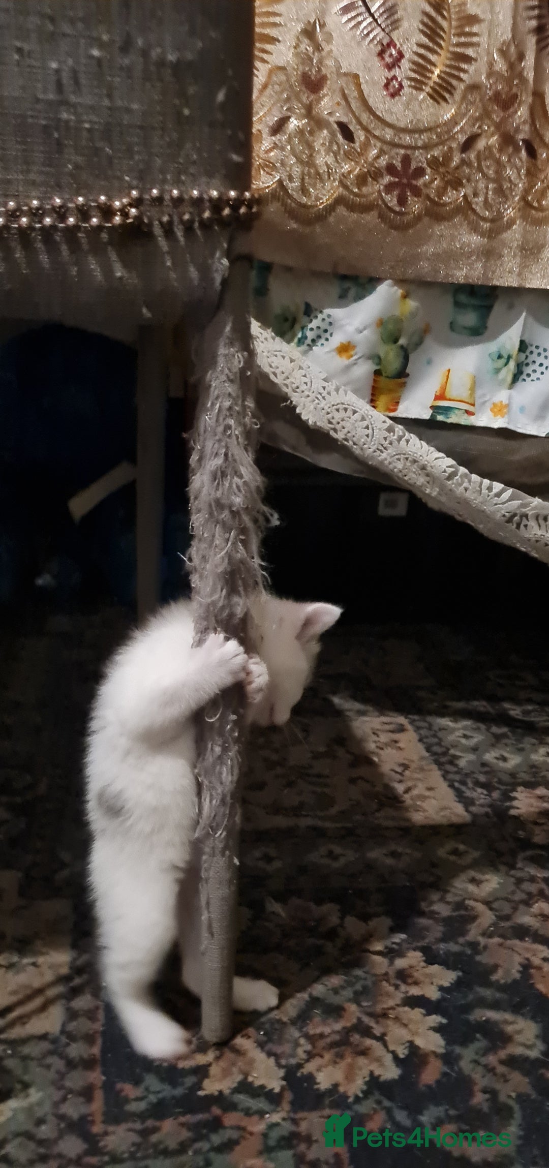 Mixed Breed cats for sale: 5 Adorable Kittens - Advert 9