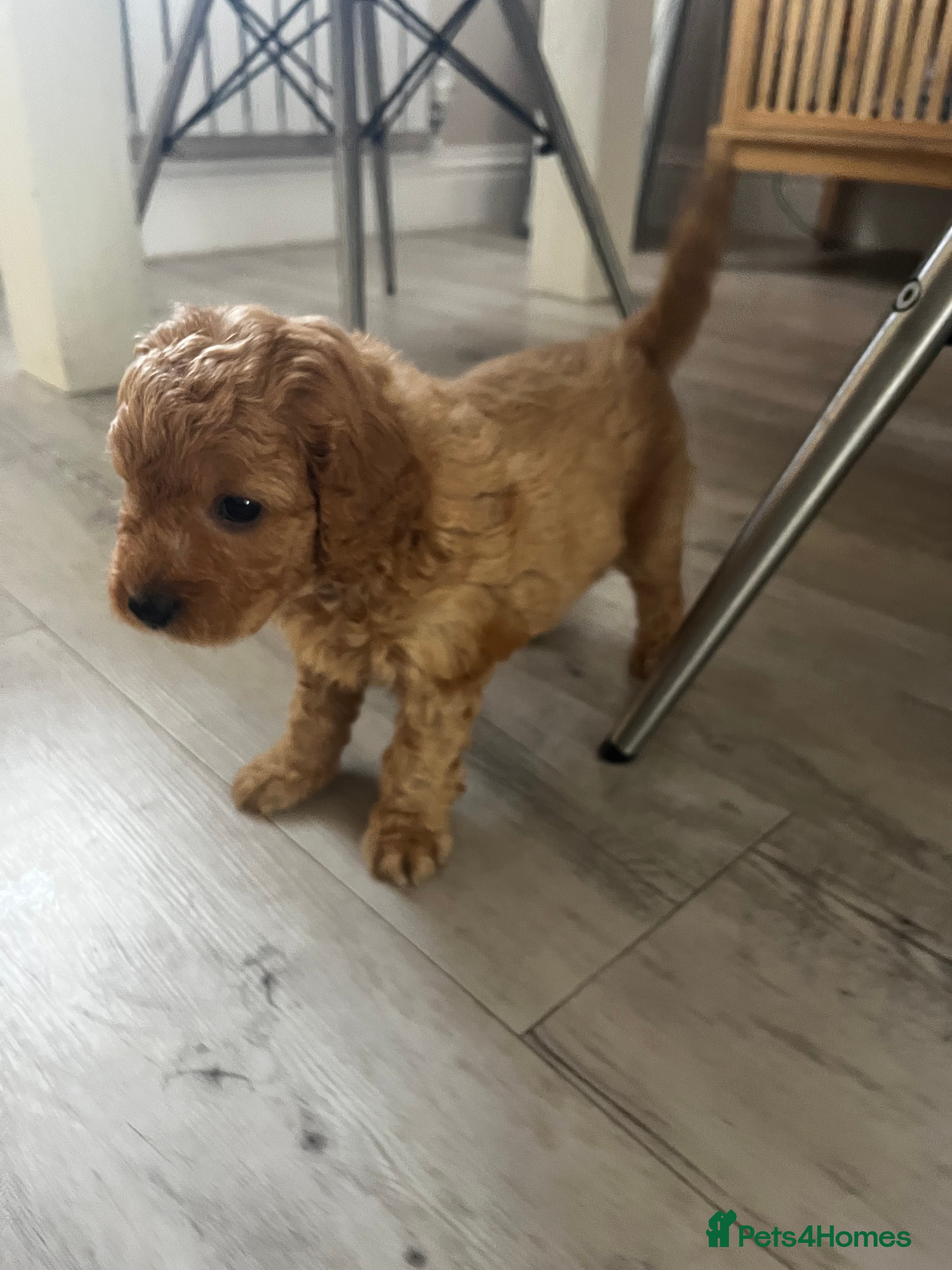 Cockapoo dogs Miniature f1b Cockapoo puppies DNA health clear🌟  - Advert 2