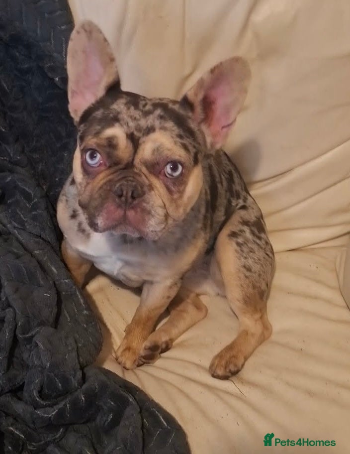 French Bulldog dogs Female French Bully Luna  - Advert 1