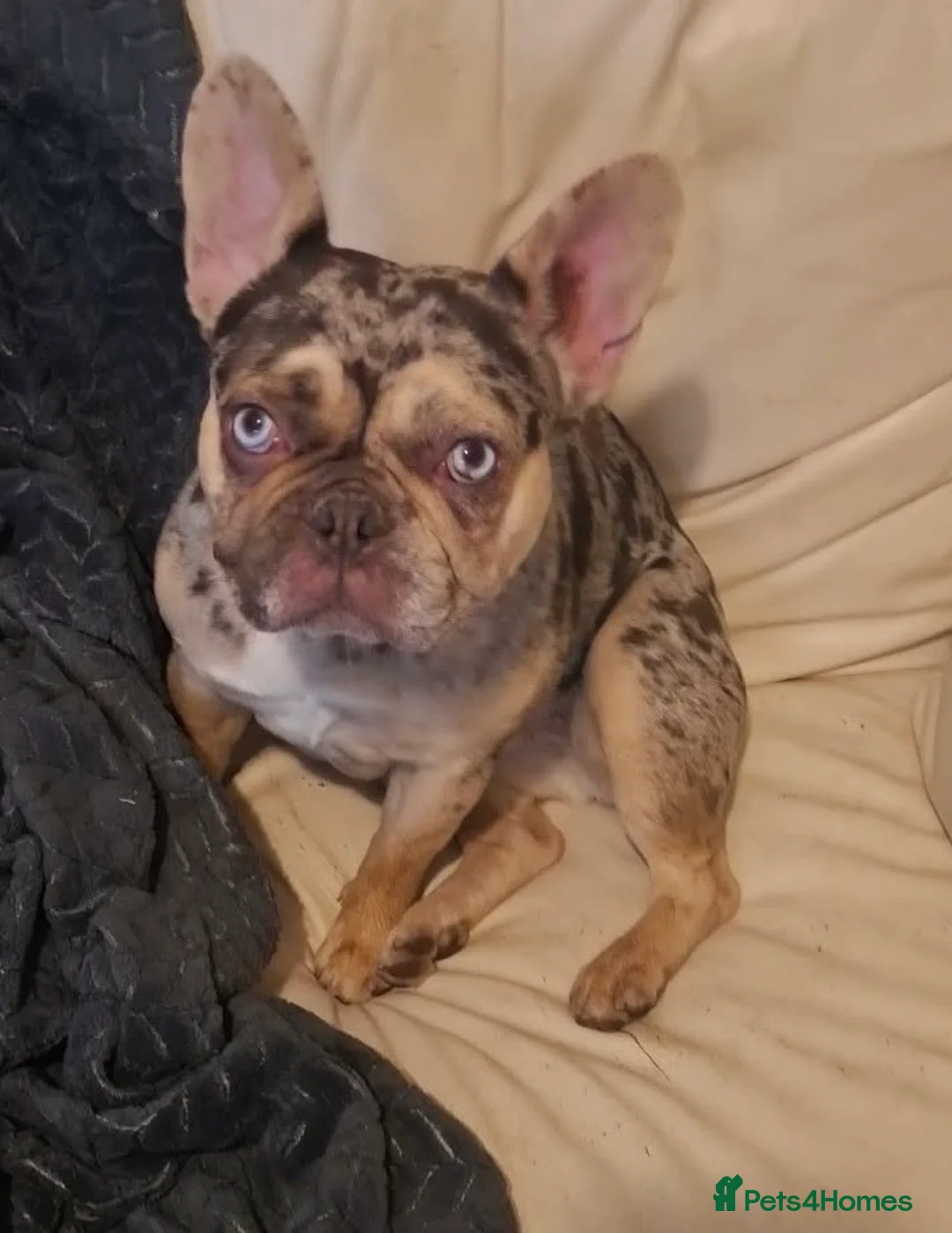 French Bulldog dogs for sale: Female French Bully Luna  in Stoke-on-Trent - Advert 1