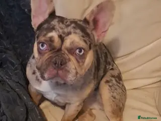 French Bulldog dogs Female French Bully Luna - Advert 1