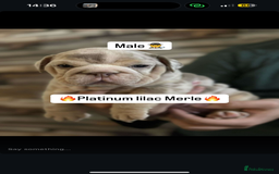 English Bulldog dogs for sale: 🐶🔥 English Bulldogs ready to go 🔥🐶 REDUCED!! - Image 7