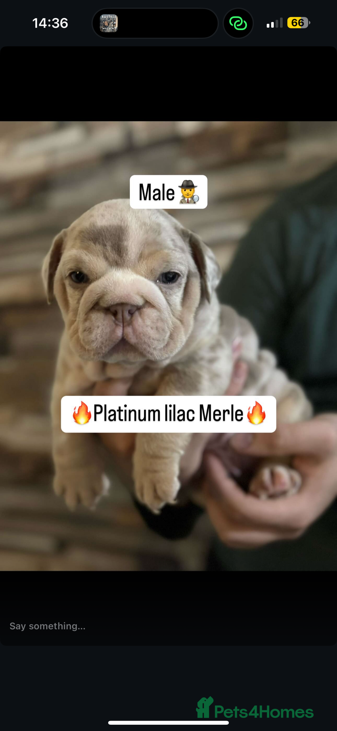 English Bulldog dogs for sale: 🐶🔥 English Bulldogs ready to go 🔥🐶 REDUCED!! - Image 7