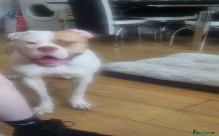 American Bulldog dogs - Advert 4