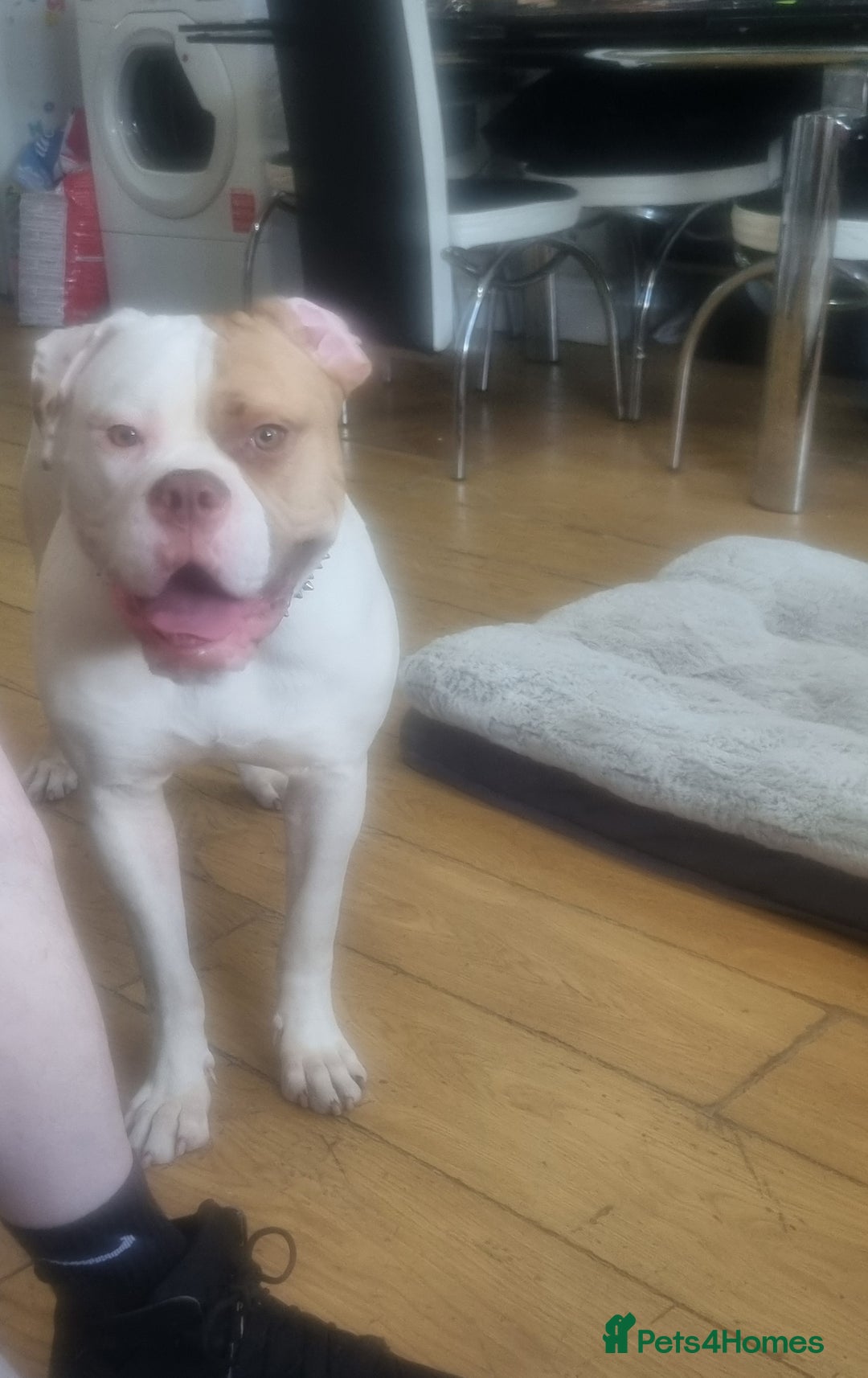 American Bulldog dogs for sale: American bulldog  - Image 1