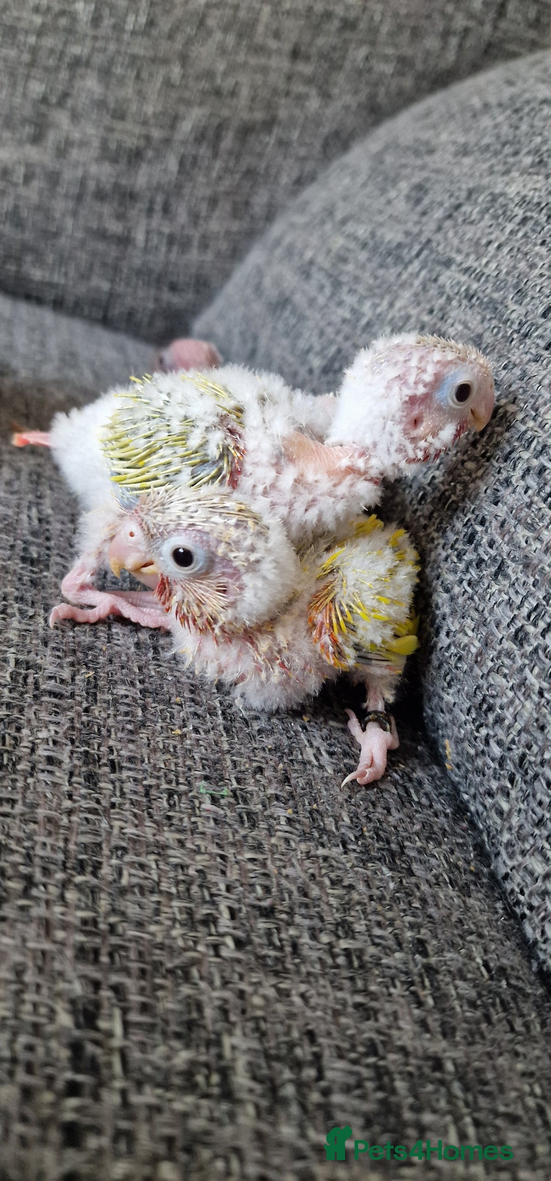 Conures birds for sale: Beautiful fully hand reared conure baby's  - Image 4