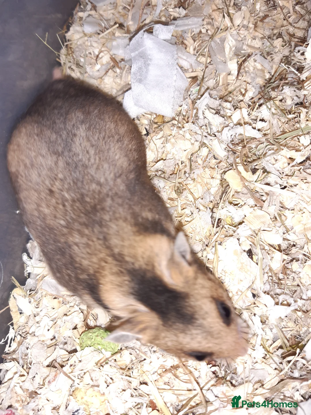 Hamster rodents for sale: Baby Syrian hamsters - Advert 13