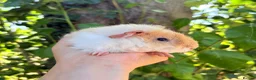 Guinea Pig rodents for sale: LOTS !!! very loving baby boy guinea pigs 🩵 - Advert 21