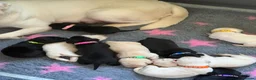 Labrador Retriever dogs for sale: Mixed Litter Black and White Cream Labrador - Advert 4