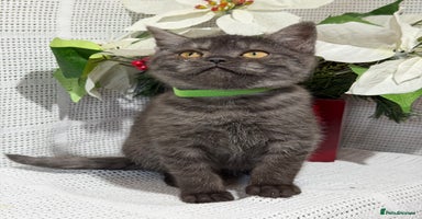British Shorthair cats - Advert 12