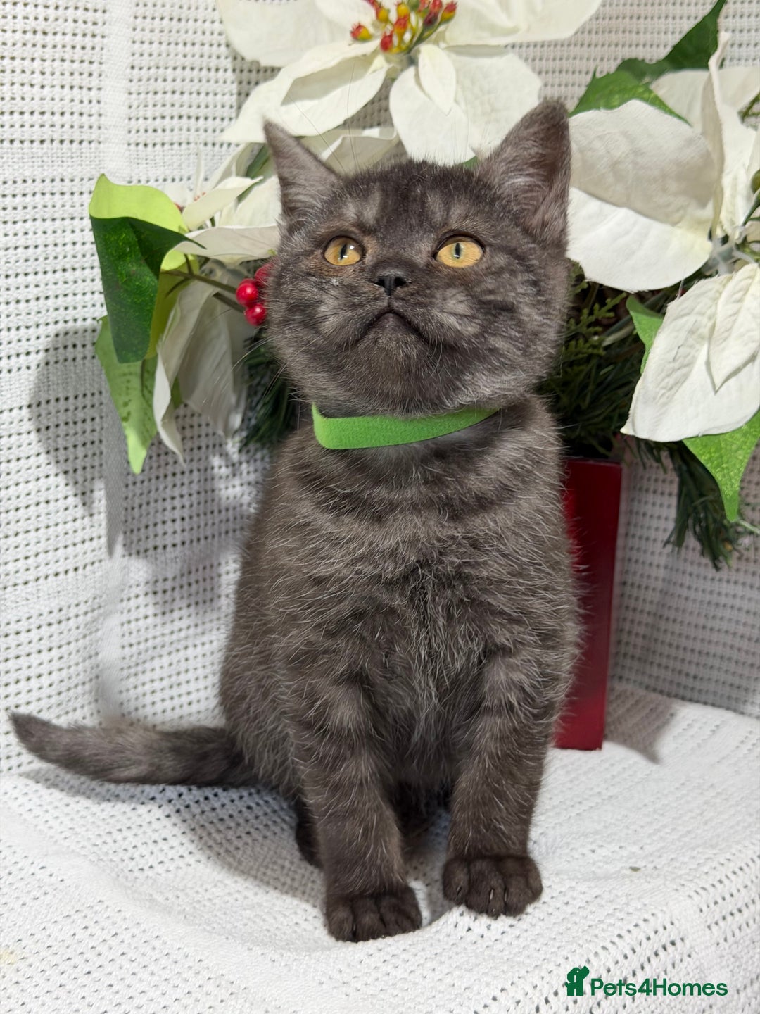 British Shorthair cats for sale: Adorable British shorthair kittens TICA - Image 5