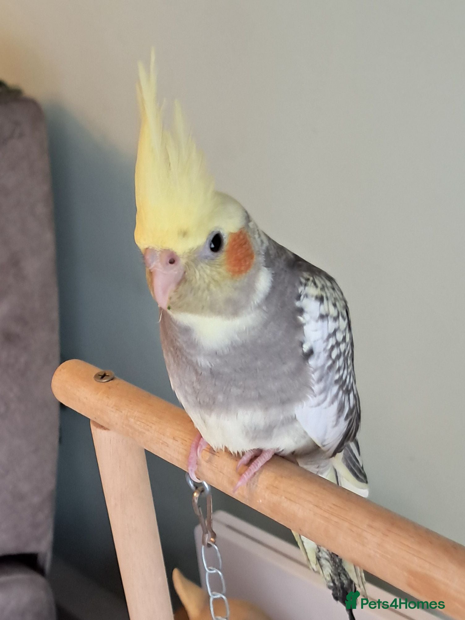 Cockatiels birds Hand reared baby cocktail very tame male  - Advert 3