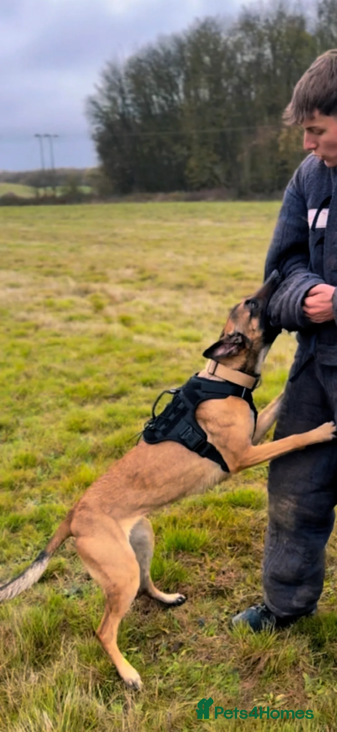 Mixed Breed dogs for sale: Incredible Belgian MalinoisxGerman shepherd pups - Advert 16