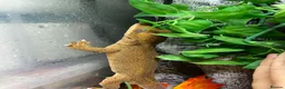 Gecko reptiles for sale: Sarasinorium giant gecko in Beckenham - Advert 3