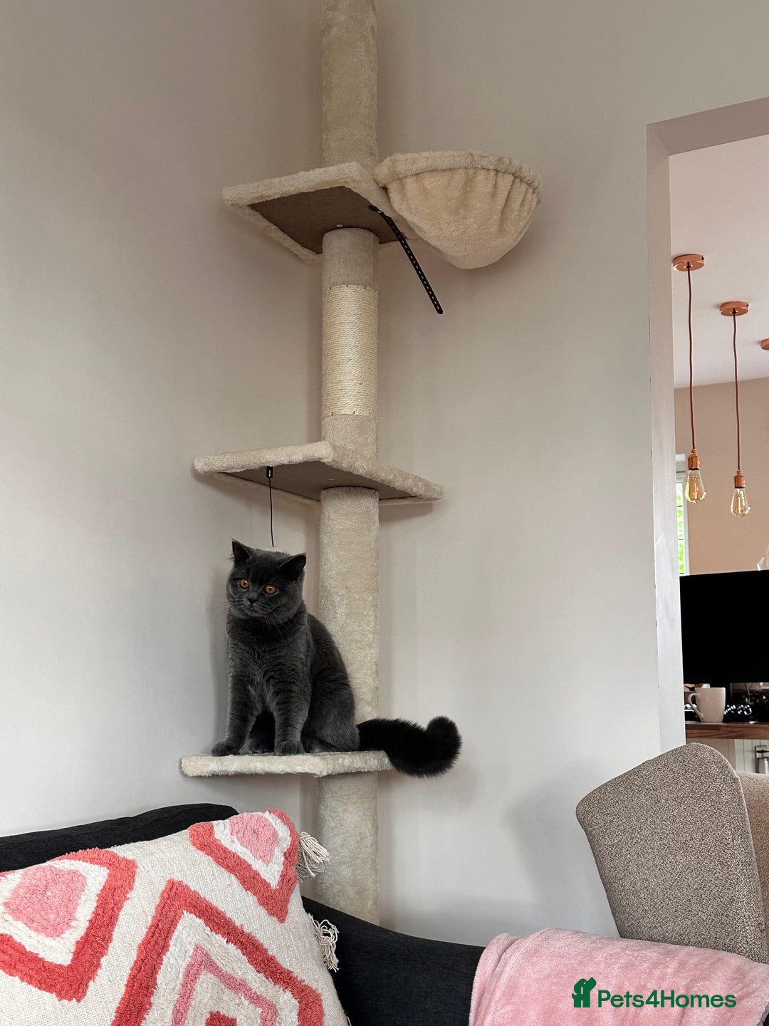 British Shorthair cats for sale: Fluffy British Shorthair Kitten  - Advert 13