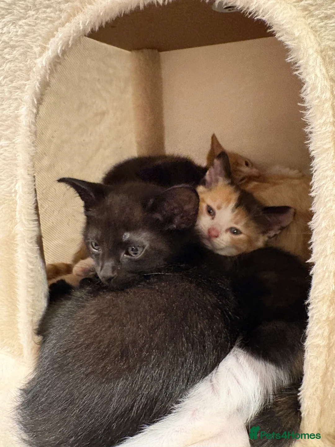 Mixed Breed cats for sale: Gorgeous litter of kittens - Advert 11