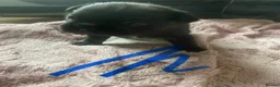 Mixed Breed dogs for sale: Fox terrier mixed with a frug  in Nottingham - Advert 3
