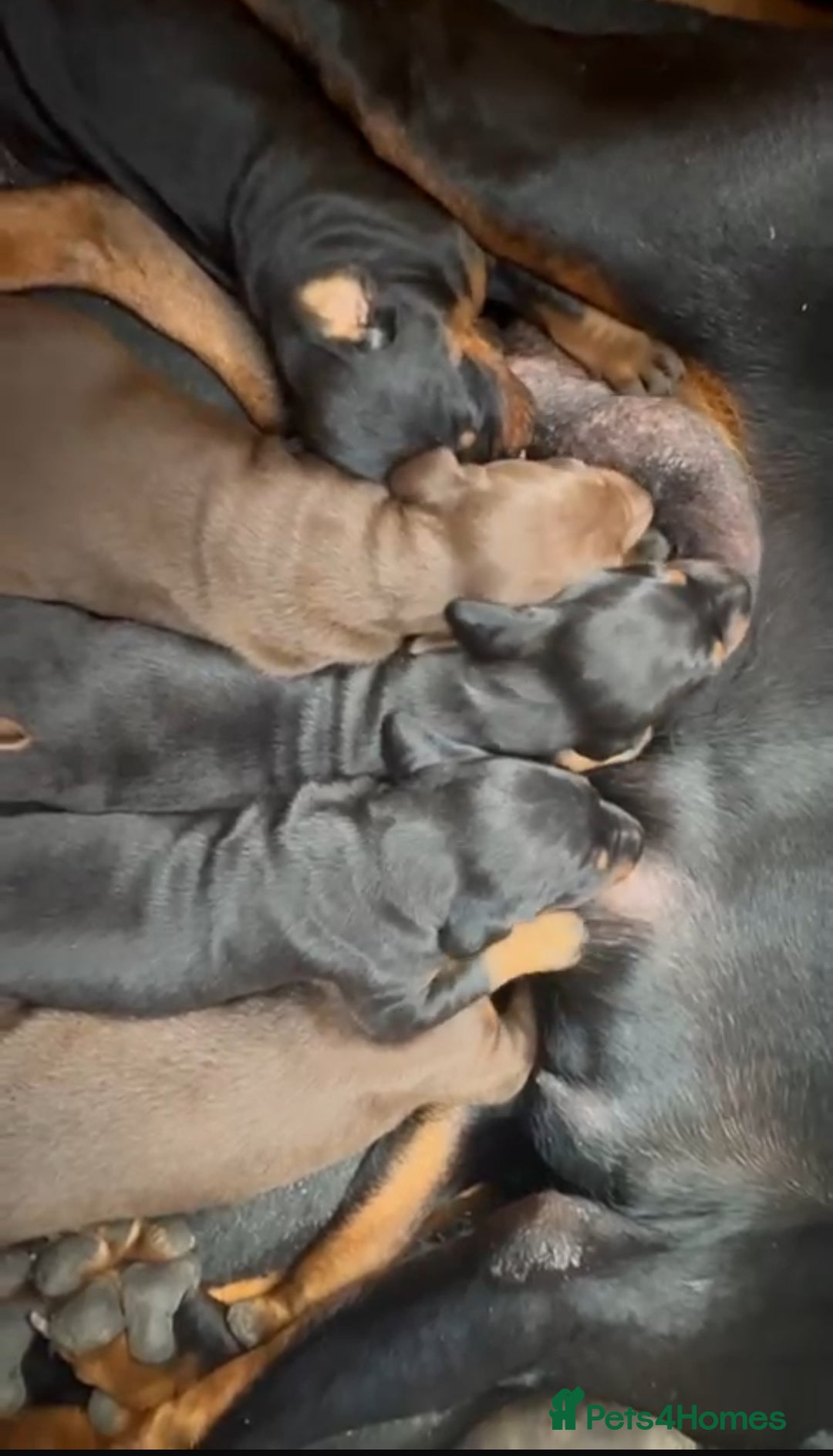 Dobermann dogs for sale: Champion European Doberman Puppies Kc-reg  - Advert 13