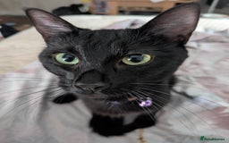 Mixed Breed cats for sale: Adorable kittens for sale - Image 6