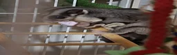 Sugar Glider rodents for sale: 2 brother sugsr gliders  - Advert 6