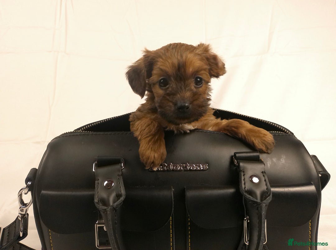 Yorkiepoo dogs for sale: Tiny Yorkipoos beautiful fluff balls puppies - Image 22