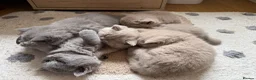 British Shorthair cats for sale: Adorable British Shorthair Kittens  in Coventry - Advert 15