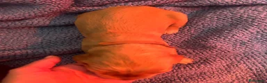 Brown male 