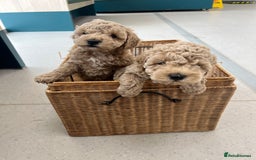 Poochon dogs for sale: 🐾 Poochon puppies 💕🐾🐾 - Image 5