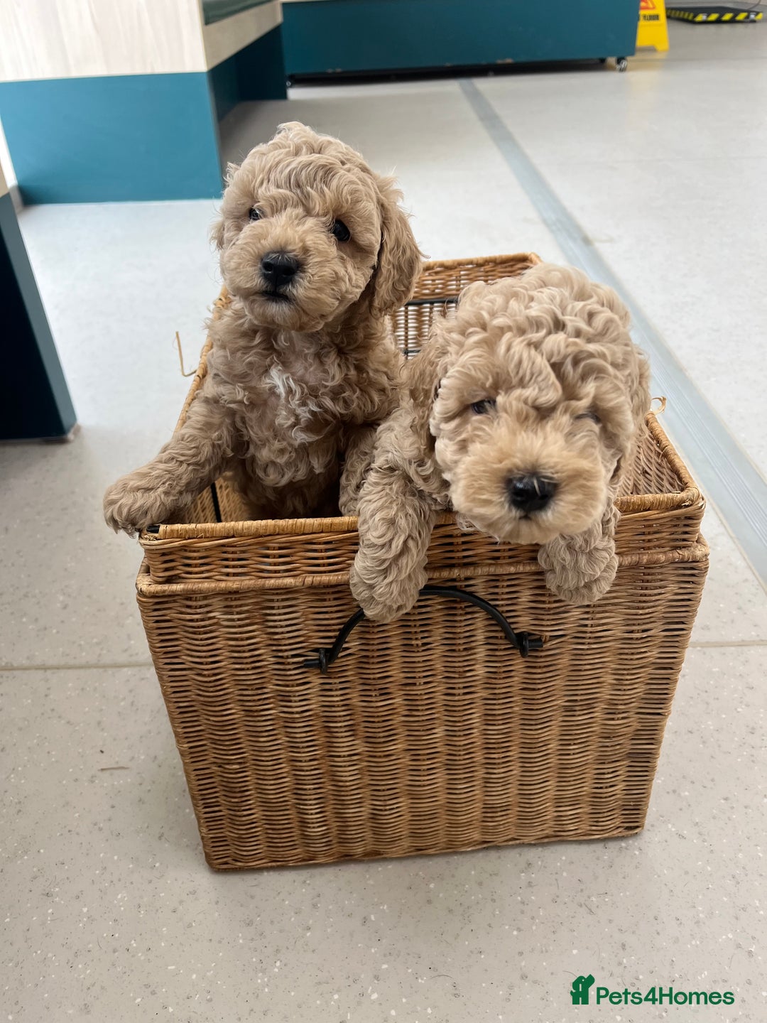 Poochon dogs for sale: 🐾 Poochon puppies 💕🐾🐾 - Image 5