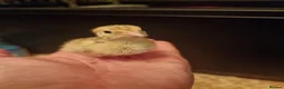 Quail poultry for sale: 🐣 Coturnix & Jumbo Coturnix Quail Hatching Eggs  in Accrington - Advert 8