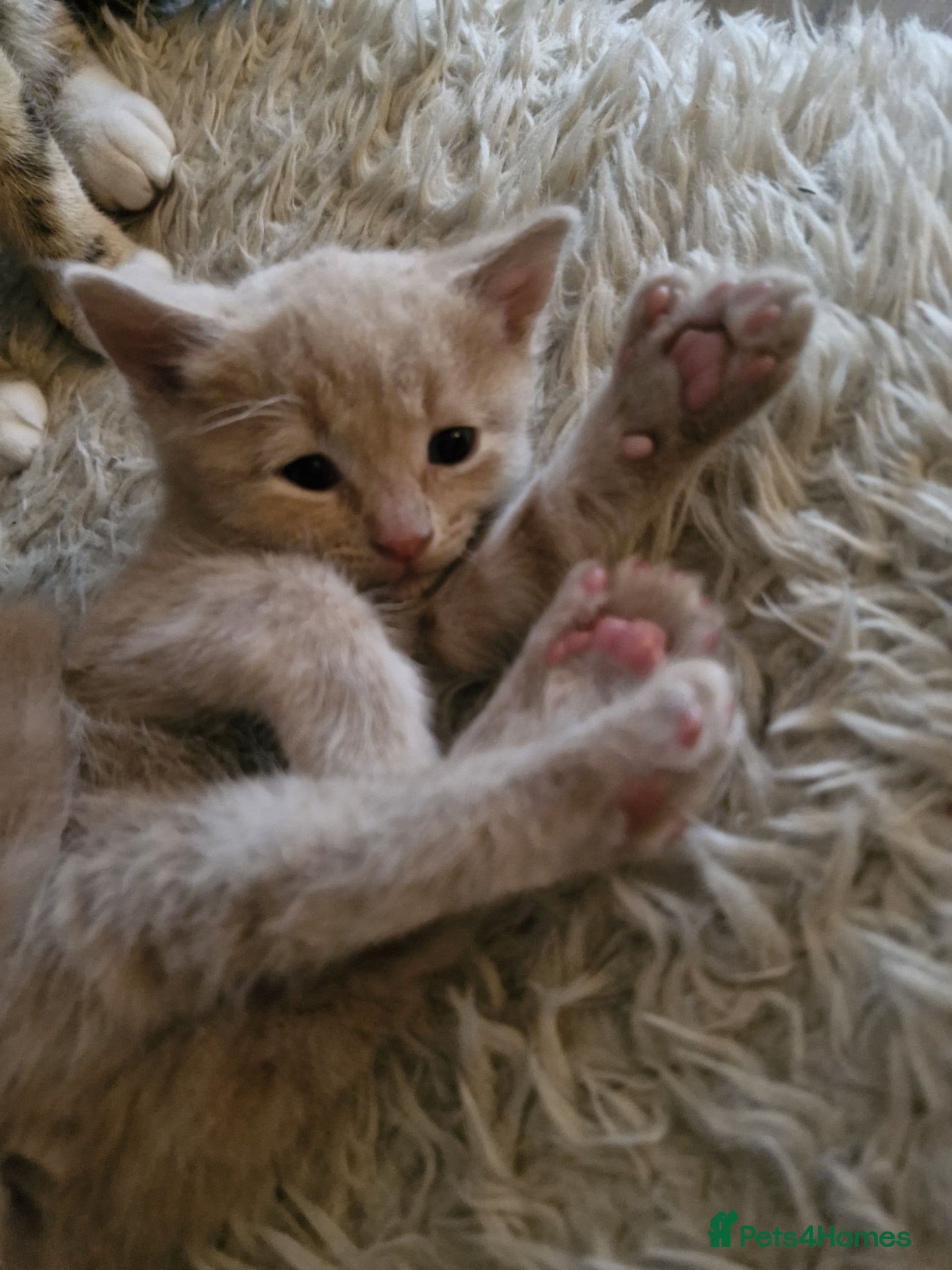 Ragcoon cats for sale: Beautiful Ragcoon / Bengal kittens  - Advert 11