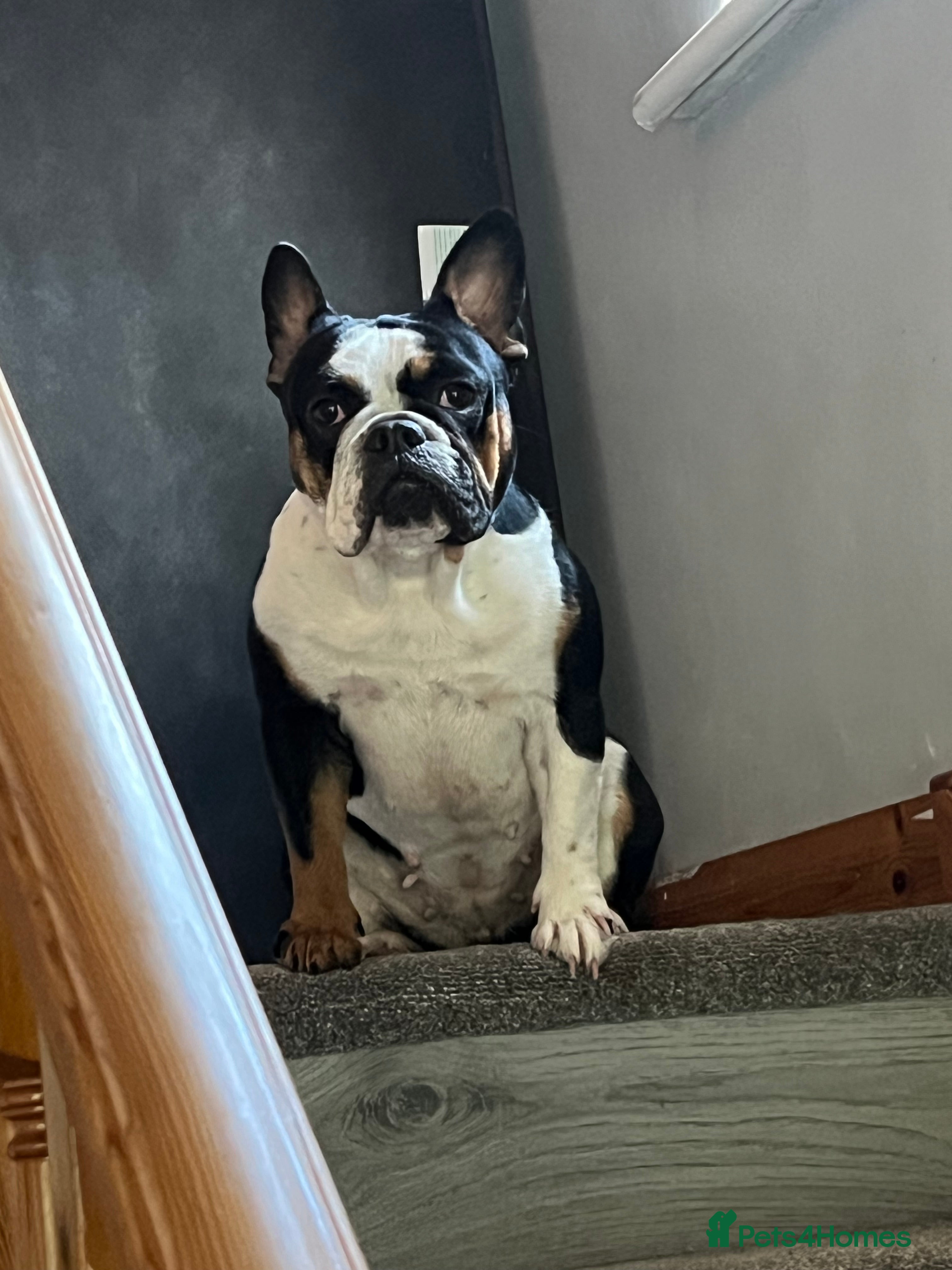 French Bulldog dogs Lilac female frenchie  - Advert 2