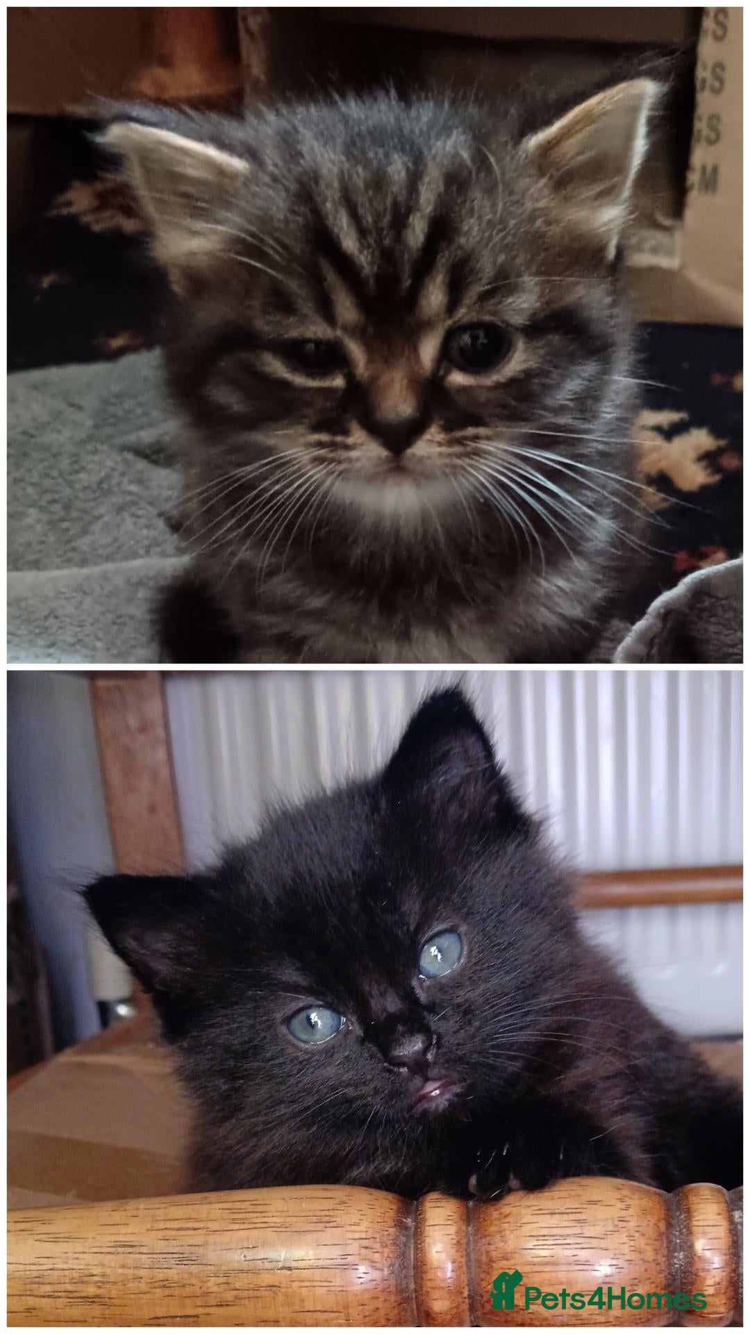 Mixed Breed cats 2 very fluffy kittens - Advert 1