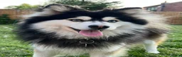 Pomsky dogs for stud: Stunning F3 pomsky male for stud - fully tested.  - Advert 1