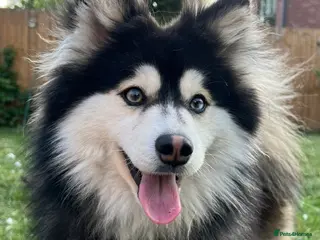 Pomsky dogs Stunning F3 pomsky male for stud - fully tested. - Advert 1