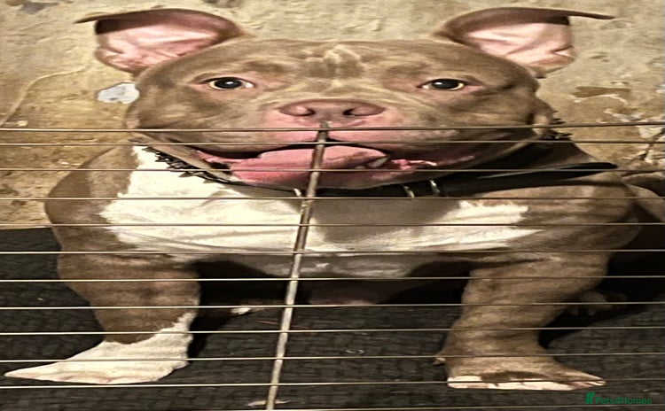 American Bull Staffy dogs - Advert 1