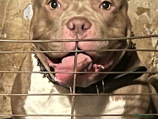 American Bull Staffy dogs - Advert 13