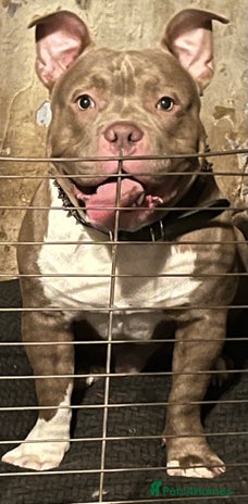 American Bull Staffy dogs - Advert 1