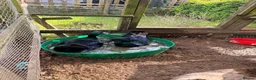 Ducks poultry for sale: Male ducks in Blackwood - Advert 2