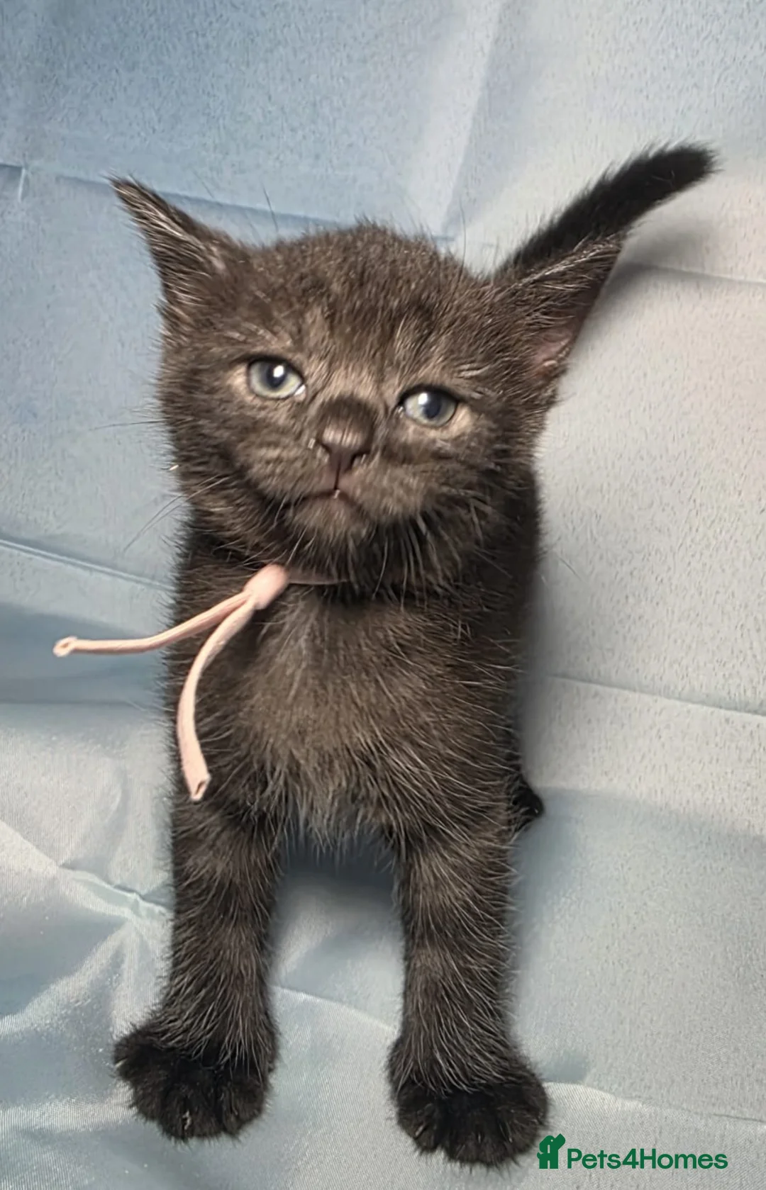 Mixed Breed cats for sale: BeautifulBlack Smoke Kittens Ready for Reservation - Advert 2