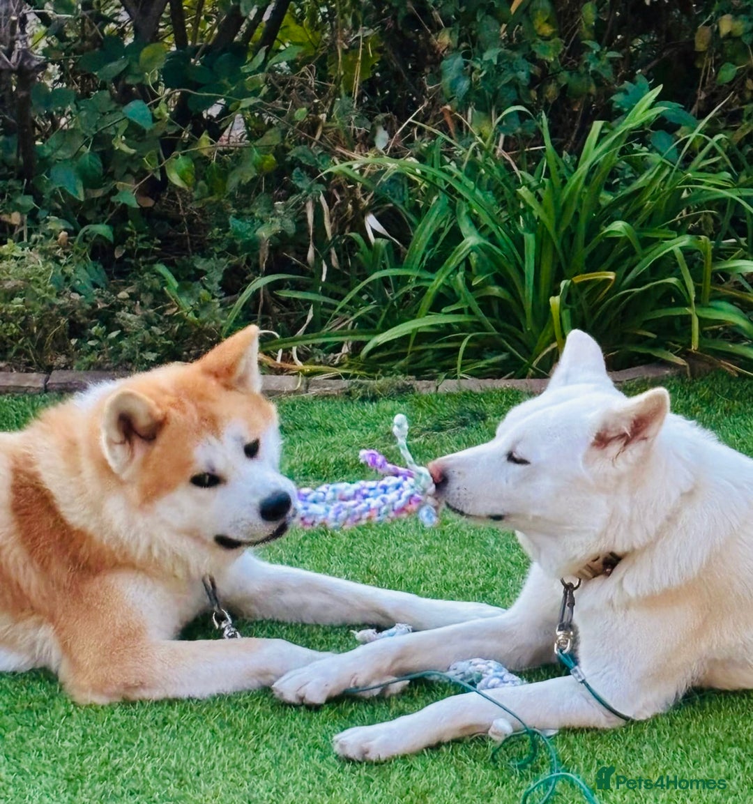 Japanese Akita Inu dogs for sale: Mama & Puppies for good homes 💜 - Advert 2