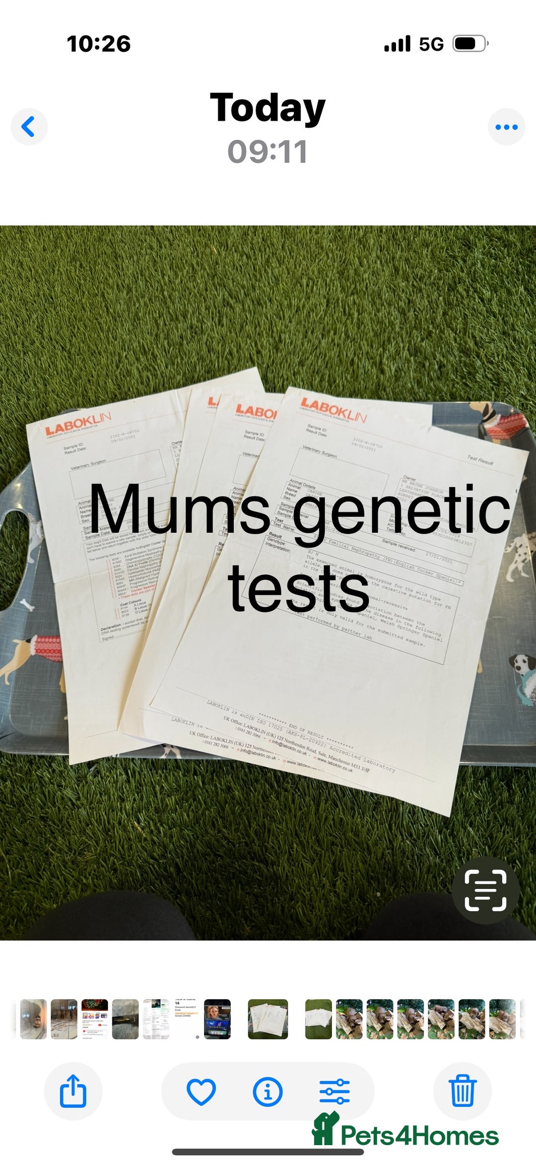 Cockapoo dogs for sale: F1 Cockapoo ( health tested parents) - Image 17