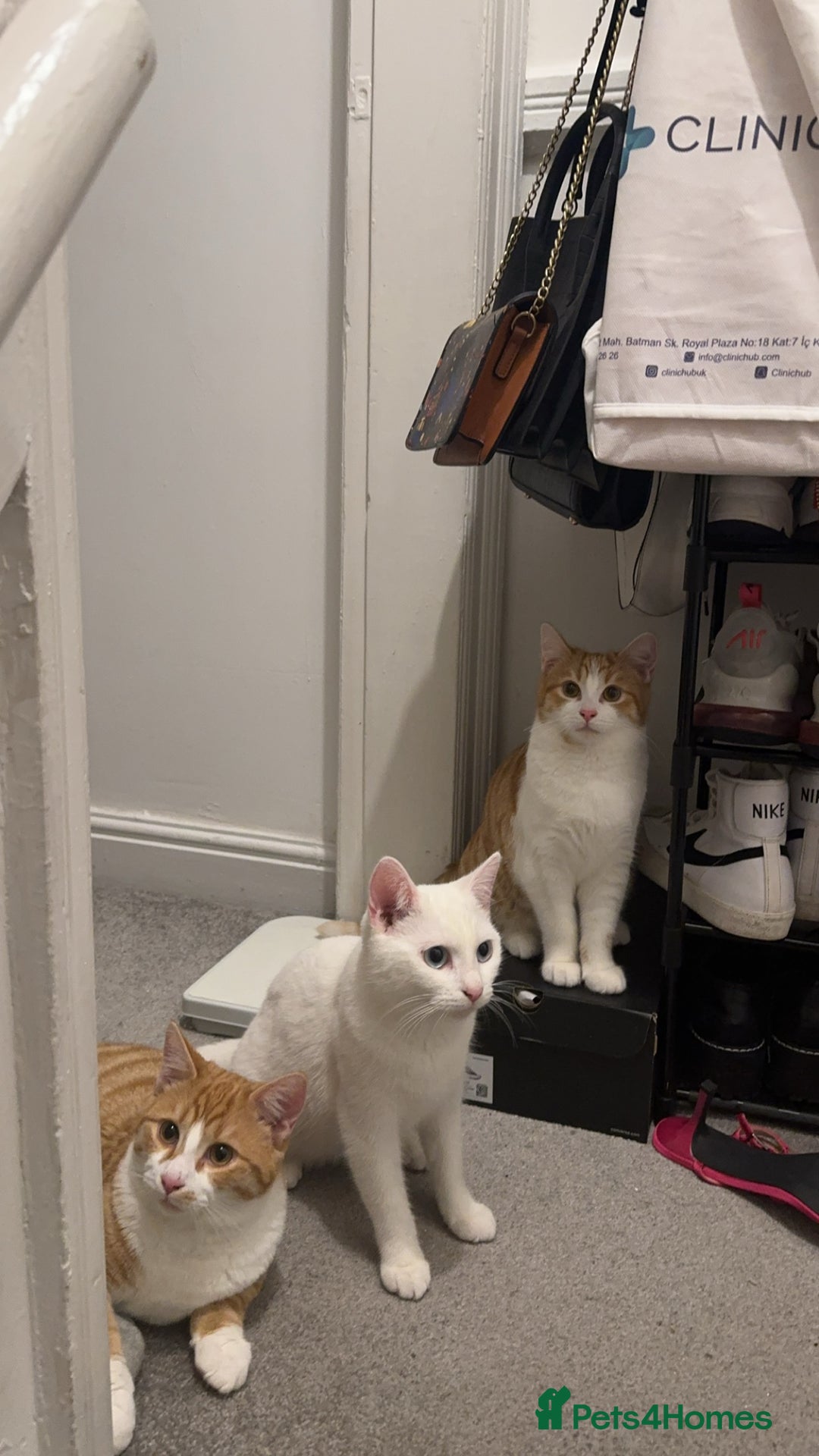 British Shorthair cats for sale: Lexi is ready to get a new home  - Image 4