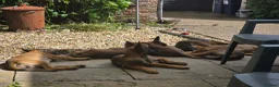 Mixed Breed dogs for sale: German Shepherd x in Sunderland - Advert 14
