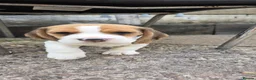 Beagle dogs for sale: 🐾Beautiful Beagle Puppies For Sale!🐶💕 - Advert 10