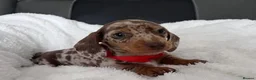 Miniature Dachshund dogs for sale: Adorable Miniature Dachshund Puppies - Advert 3