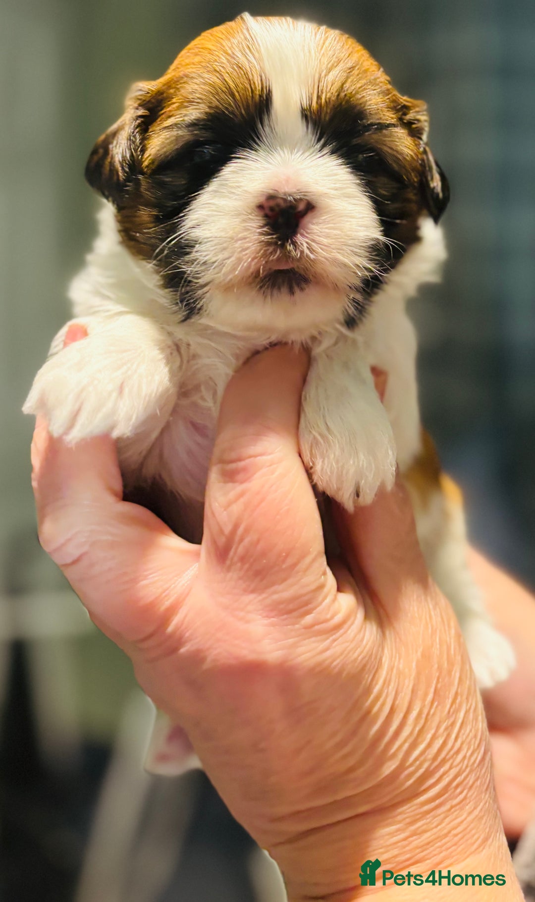 Shih Tzu dogs for sale: Beautiful shih tzu babies  - Advert 24