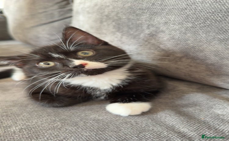 Mixed Breed cats - Advert 10