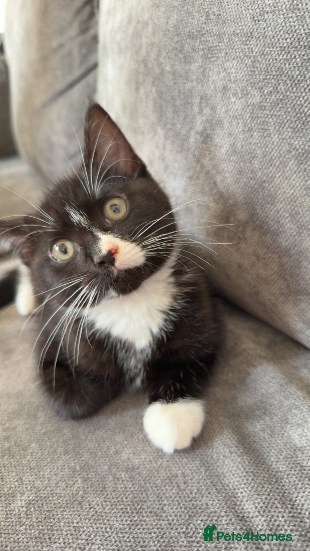 Mixed Breed cats for sale: Black female kitten for rehoming  - Image 1