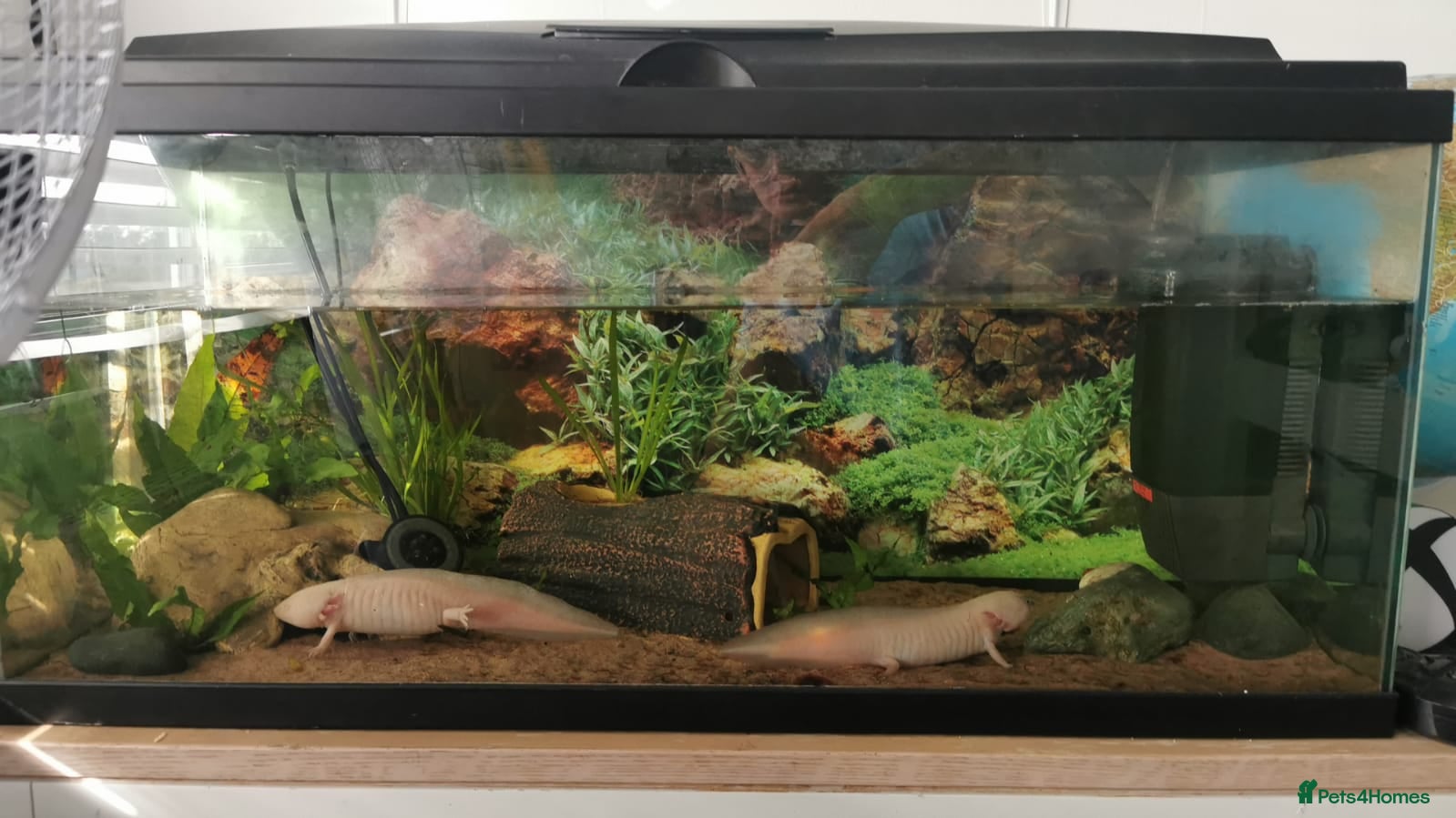 Axolotl reptiles 2 Axolotls plus set up - Advert 1